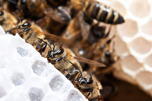 bees