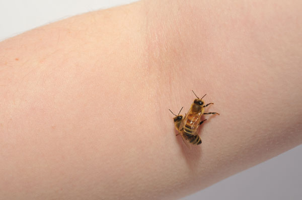 bee