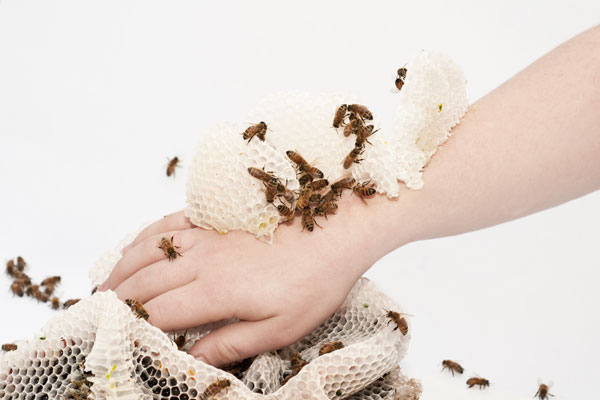 bees